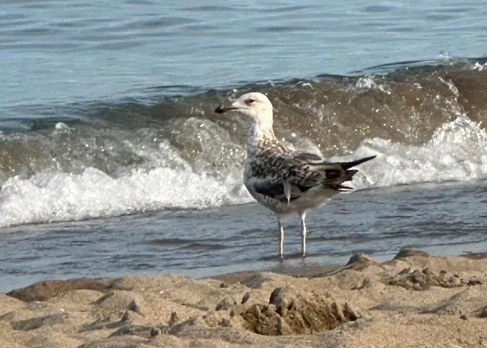 Paralelo Al Mar Appartamento *