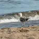 Paralelo Al Mar Apartamento *