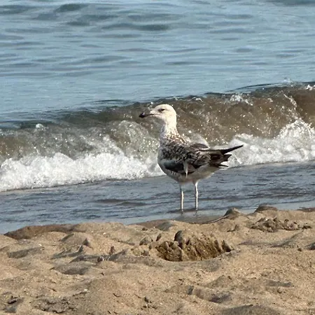 Paralelo Al Mar דירה *